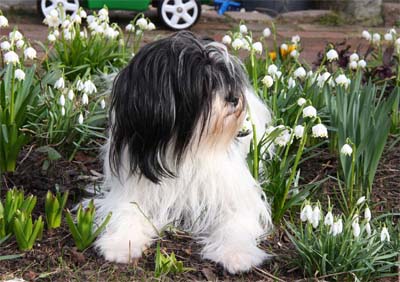 LIngkanewsfr�hjahr